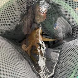 明石船タコ　梅雨前