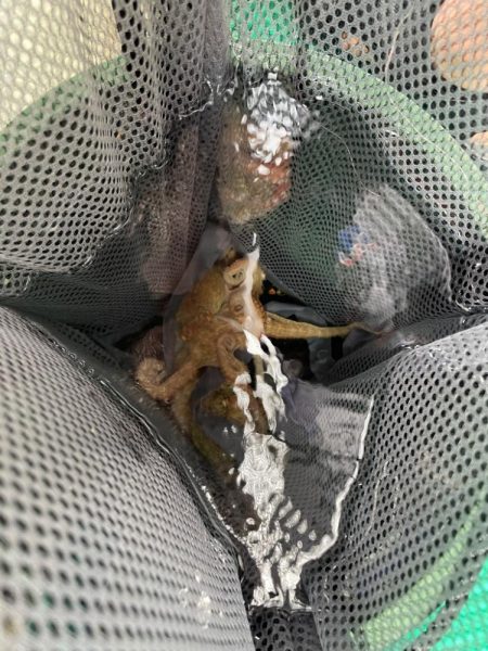 明石船タコ　梅雨前