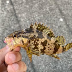 ショアジギ坊主祭り