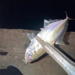 雨前の大潮アジング