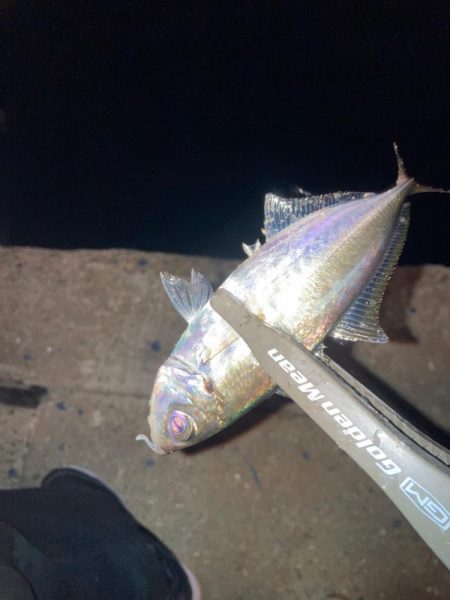 雨前の大潮アジング