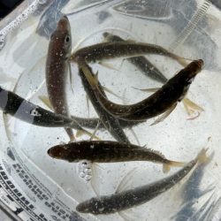 鯵を探して三千里 Vol.45