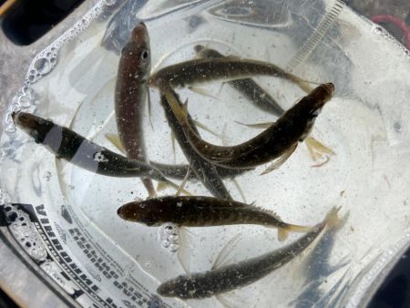 鯵を探して三千里 Vol.45