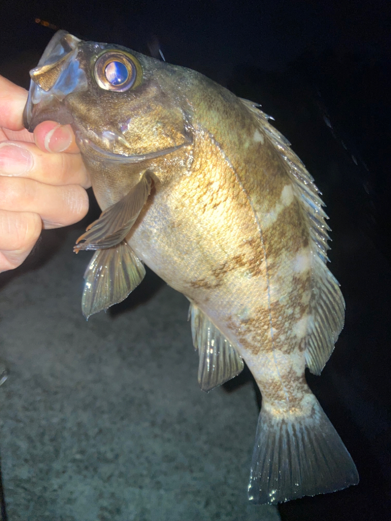 2023ライトゲーム第20戦