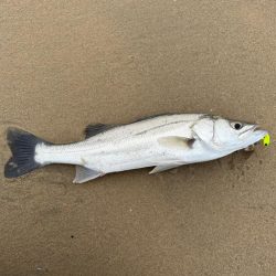 久々のデイシーバスキャッチ