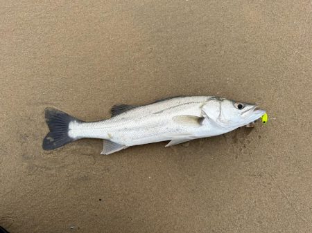 久々のデイシーバスキャッチ