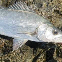 諦めかけたその時‼þ…