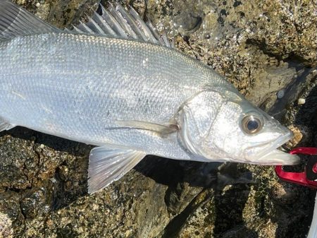 諦めかけたその時‼þ…