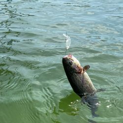 1人かめプー無双