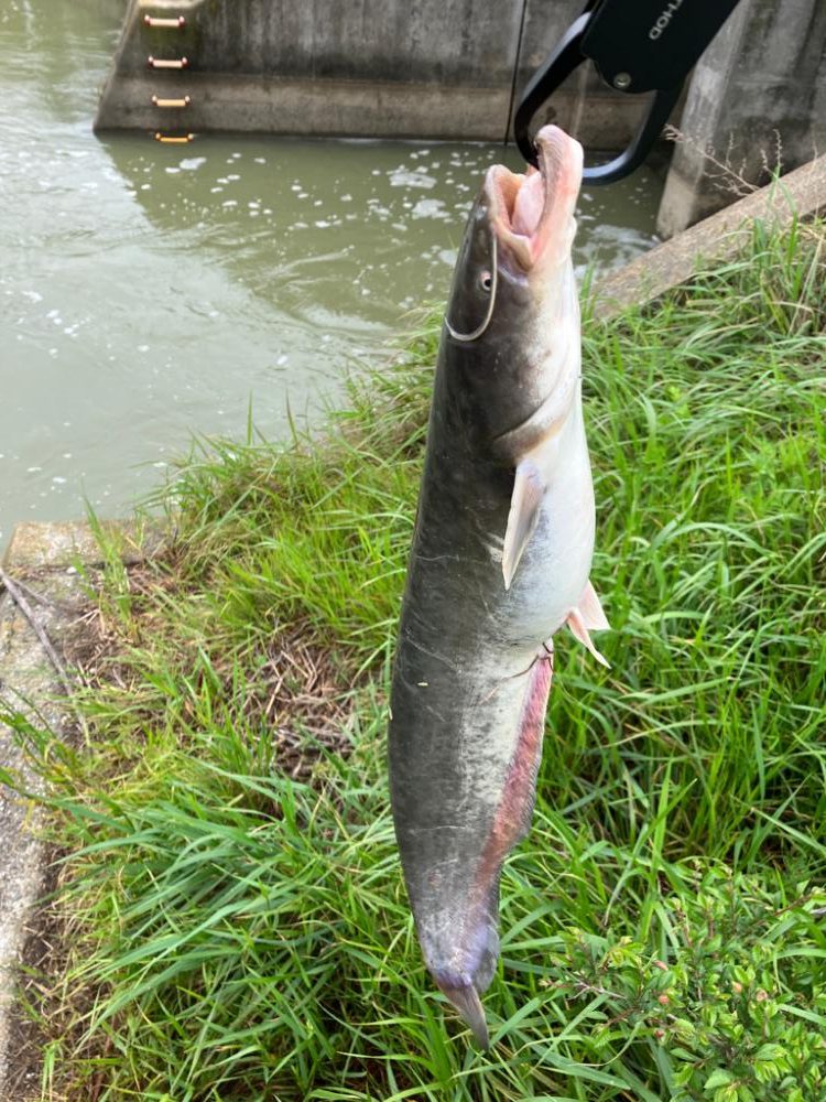 コロネット2っておもちゃみたいなリールで3連発