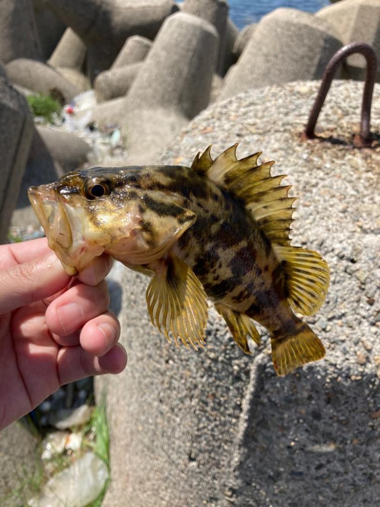 穴釣り５目狙い