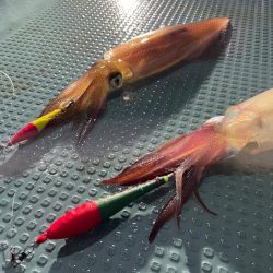 イカメタルシーズンイン