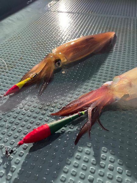 イカメタルシーズンイン