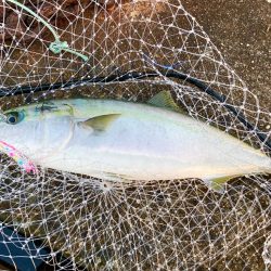 5月10日の岸イチは青物雰囲気ありありにゃ！