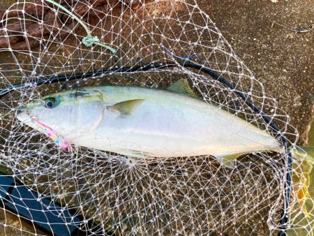 5月10日の岸イチは青物雰囲気ありありにゃ！