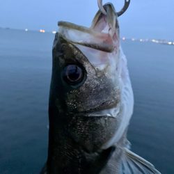 朝マヅメシーバス