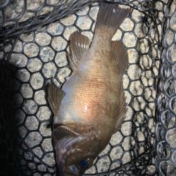 アジング、メバリング