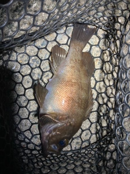 アジング、メバリング