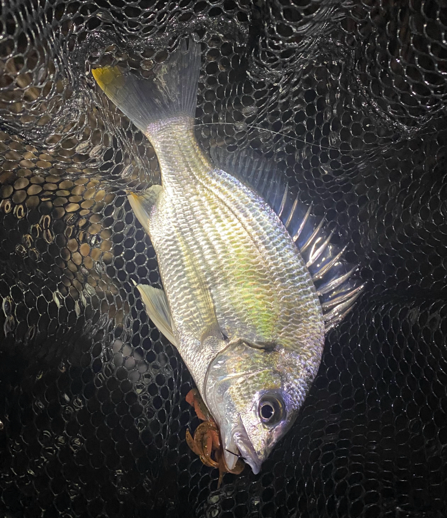 淀川ブリームゲーム