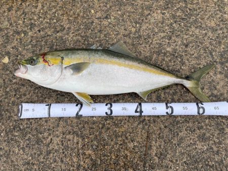 青物ありがとう