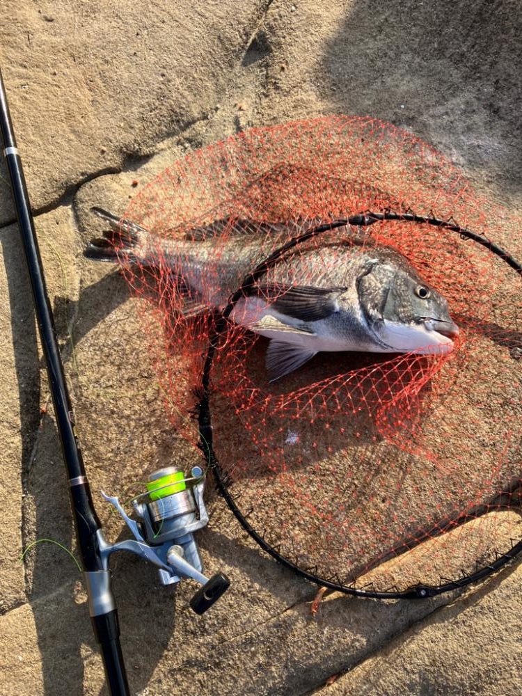 カゴ釣りで尺アジ