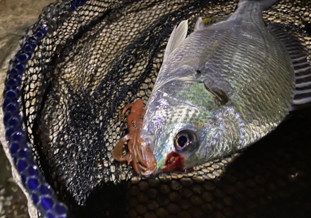 淀川ブリームゲーム