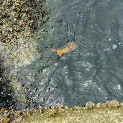 エギング メバリング