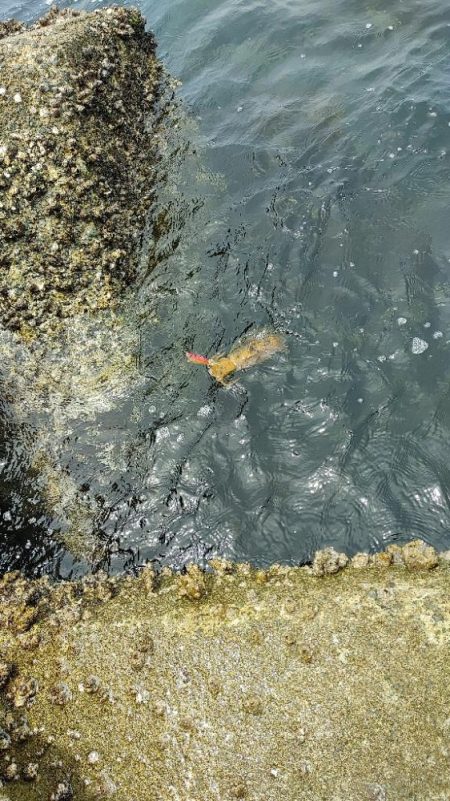 エギング メバリング