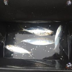 コノシロ引掛けから！