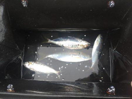 コノシロ引掛けから！