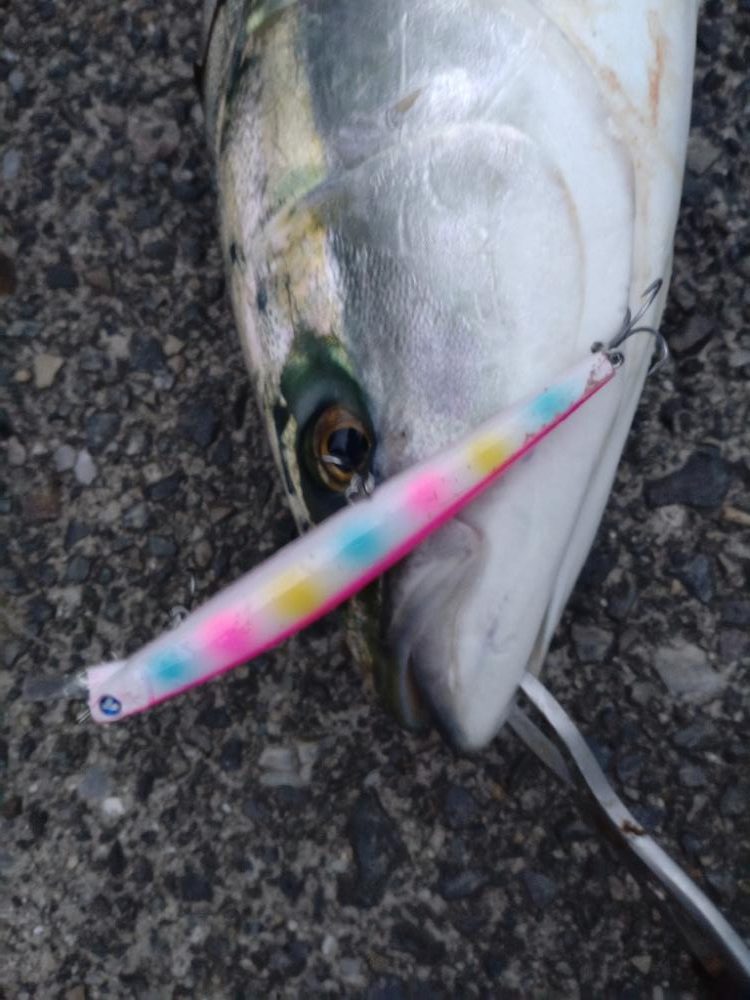 サワラジャンプに投げたら違うのが釣れた