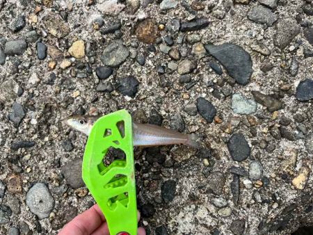 キス釣り開幕！サイズが極端に小さいけどボチボチ釣れます！！