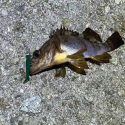 姫路でメバリング｜ワウムシャッド40モニター釣行