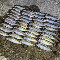 少しサイズアップした豆アジが相変わらずの爆釣！