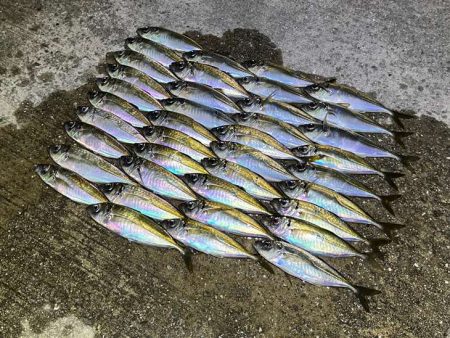 少しサイズアップした豆アジが相変わらずの爆釣！