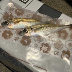 新規ポイントで軽量ジグ単アジング