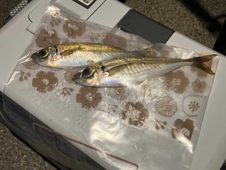 新規ポイントで軽量ジグ単アジング