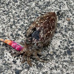 春アオリイカの朝マヅメチャレンジ撃沈!嬉しい外道コウイカ!!