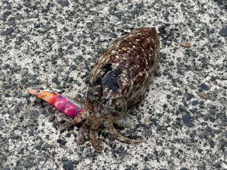 春アオリイカの朝マヅメチャレンジ撃沈!嬉しい外道コウイカ!!