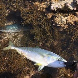 つっつっつっ遂にヒラマサ！！！