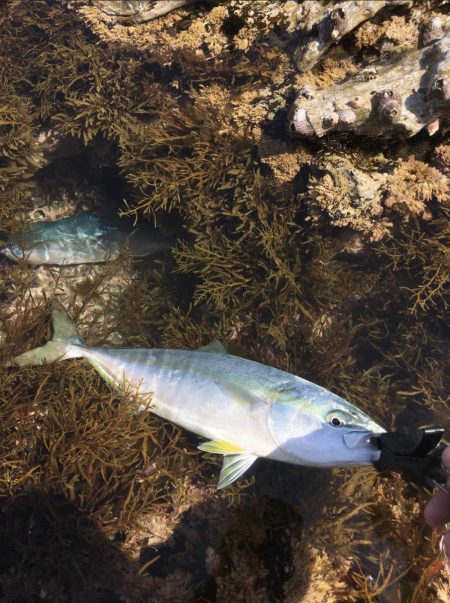 つっつっつっ遂にヒラマサ！！！