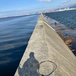 癒やしのガシラ