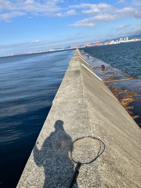 癒やしのガシラ