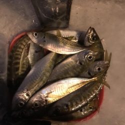 夕マズメのアジング絶好調