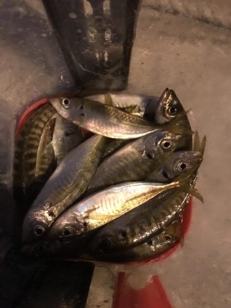 夕マズメのアジング絶好調