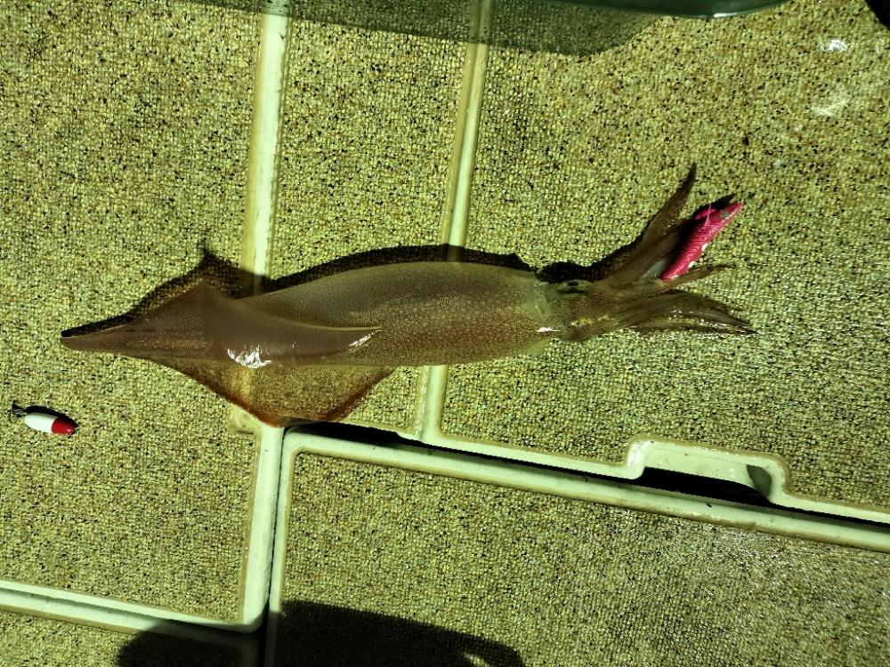 シロイカシーズン初挑戦☆