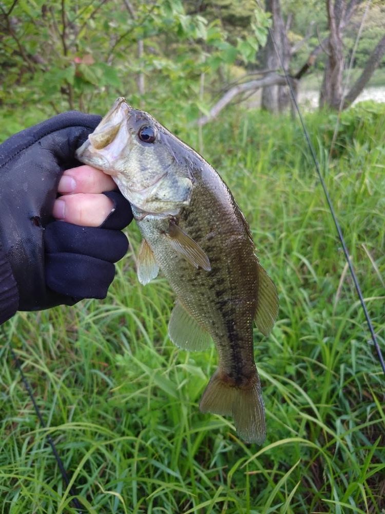 シャローにいました