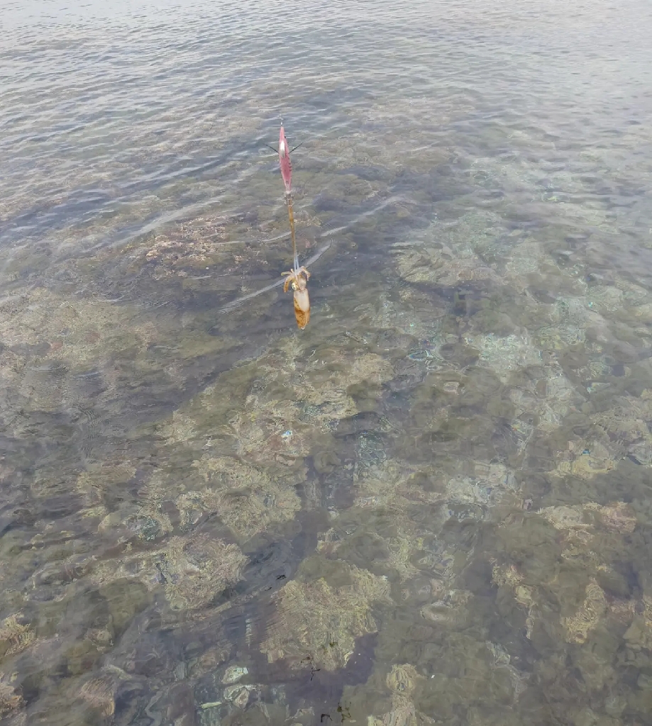 エギングガイドIN対馬