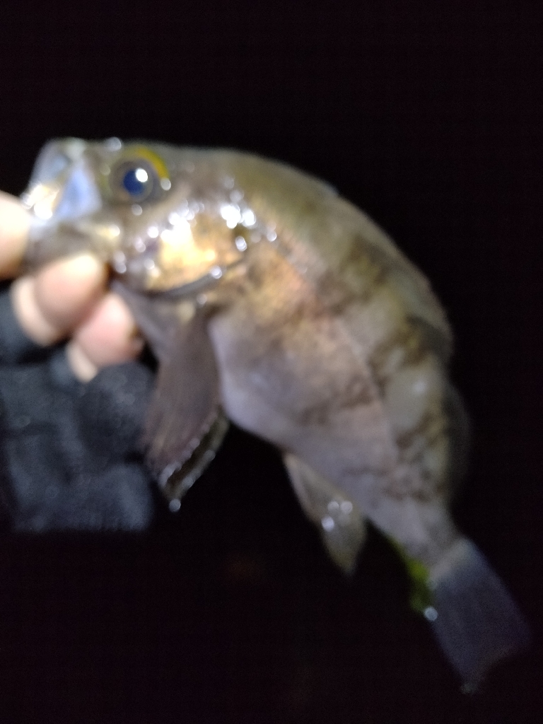 ここしか居ないのか?