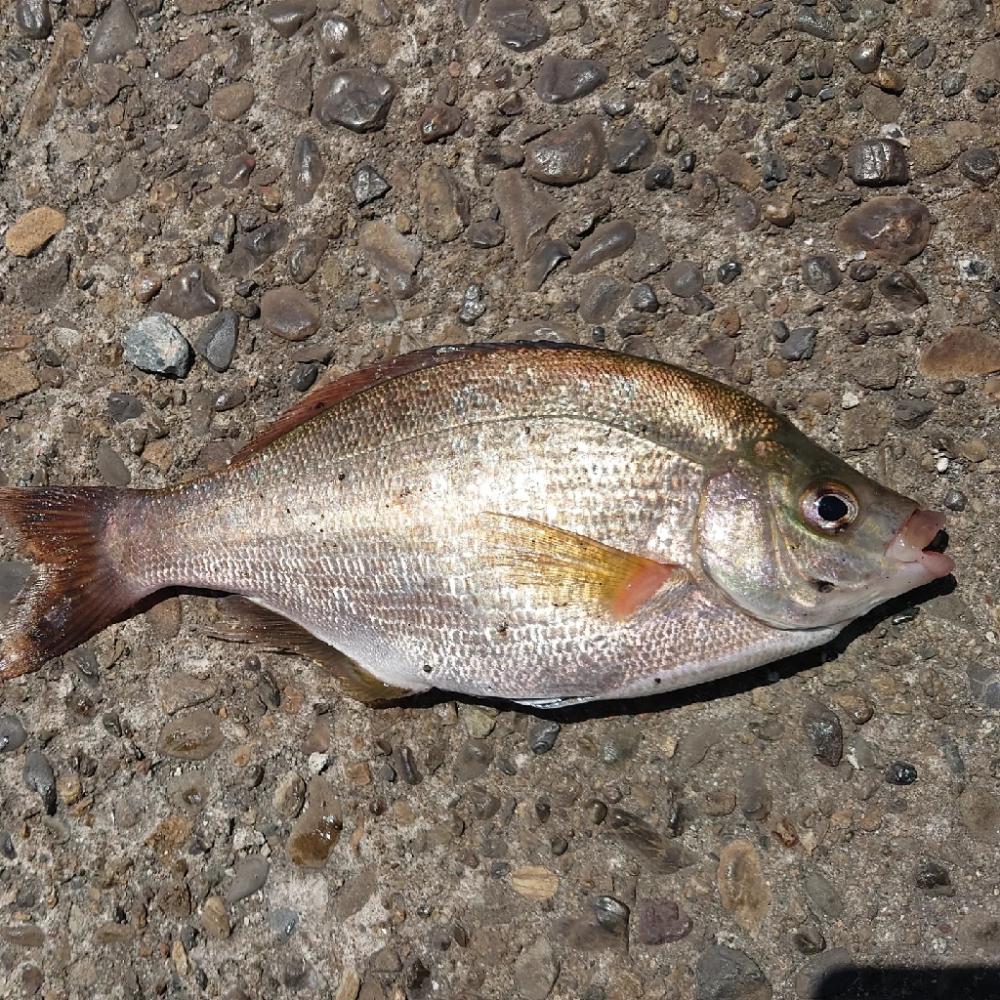 遠矢浮き✨初釣行🙋今期第2戦💦
